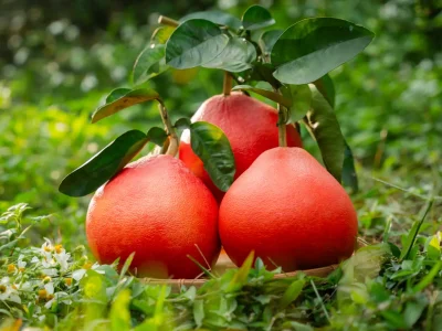 Bưởi Tiến Vua