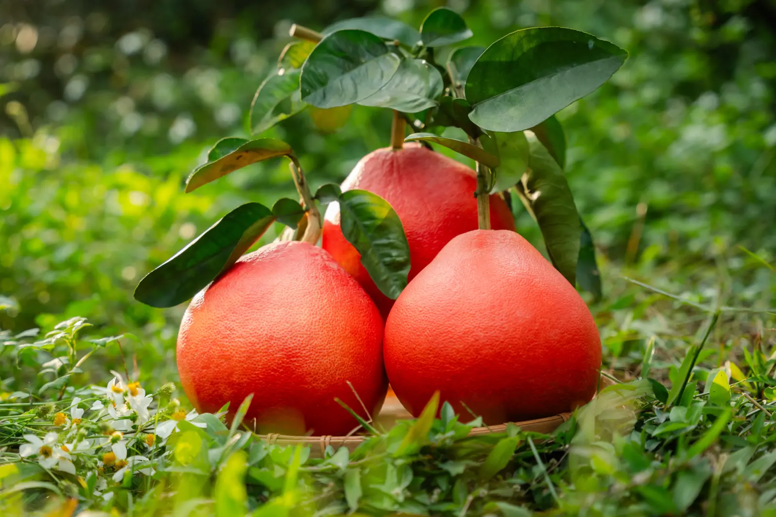 Bưởi Tiến Vua